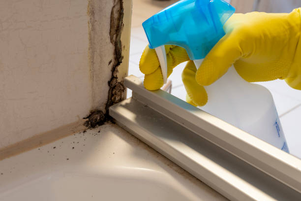 Trusted Carlisle, PA Mold Remediation Experts